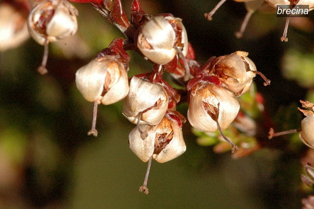 brecina3