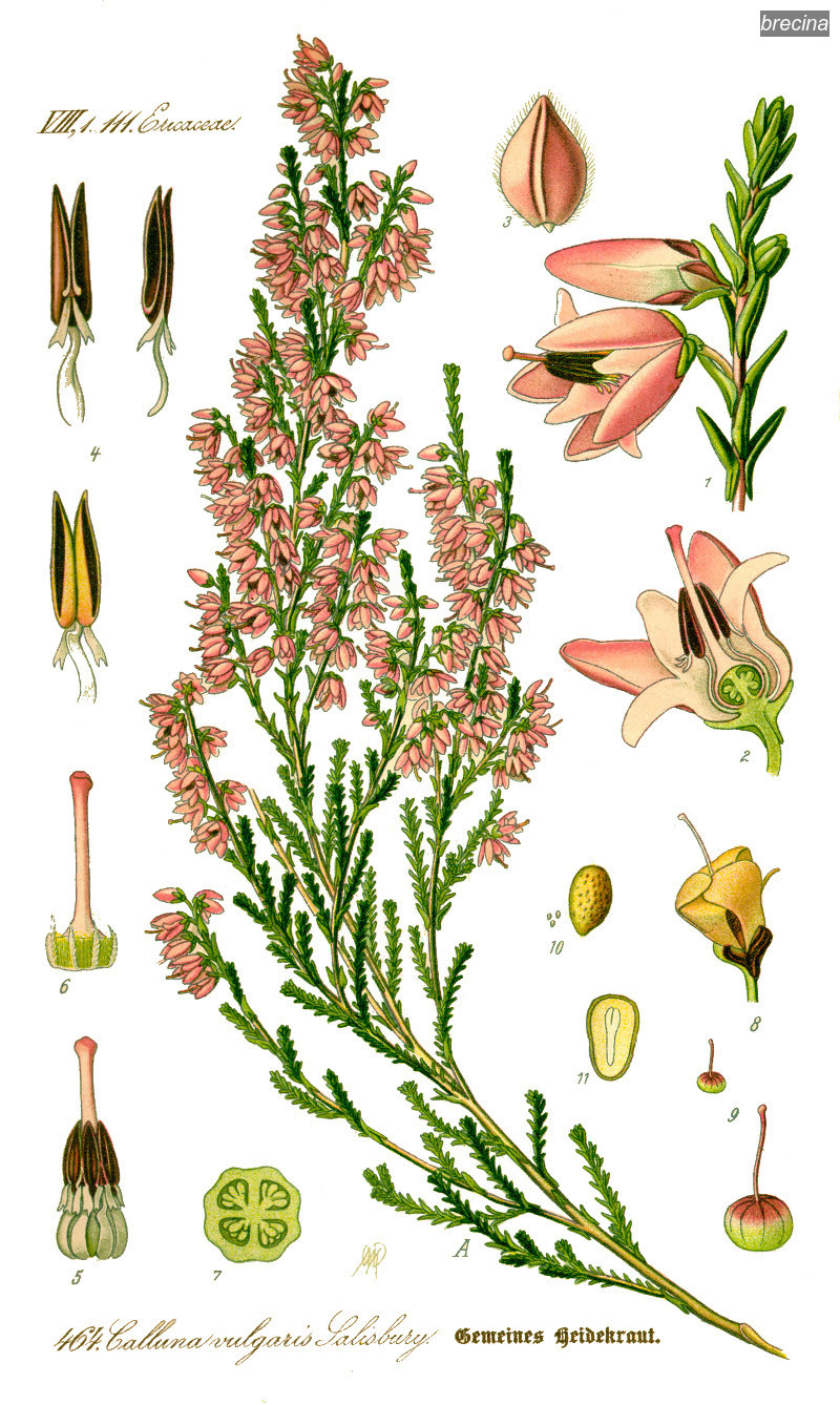brecina4