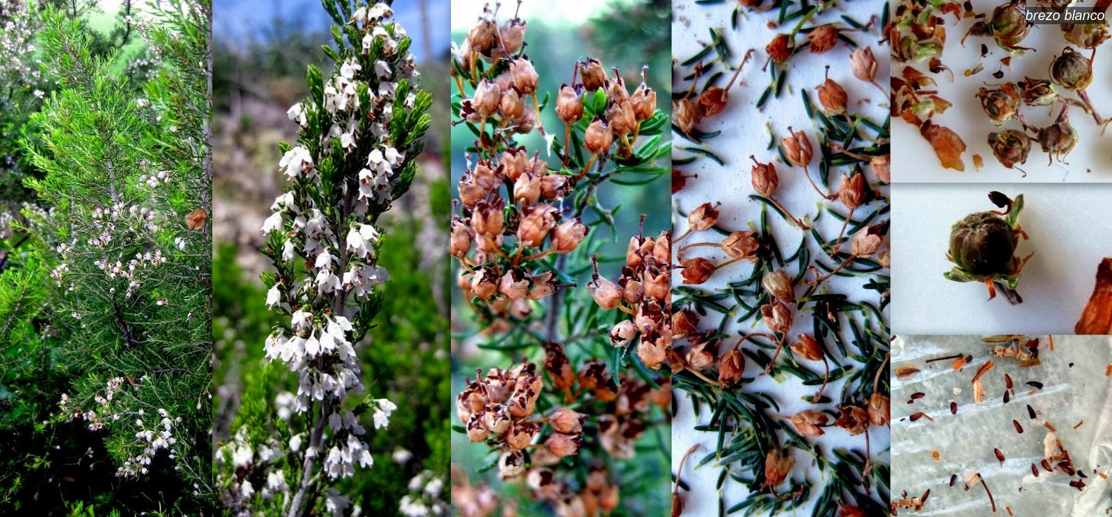brezo blanco erica arborea brezo blanco erica arborea