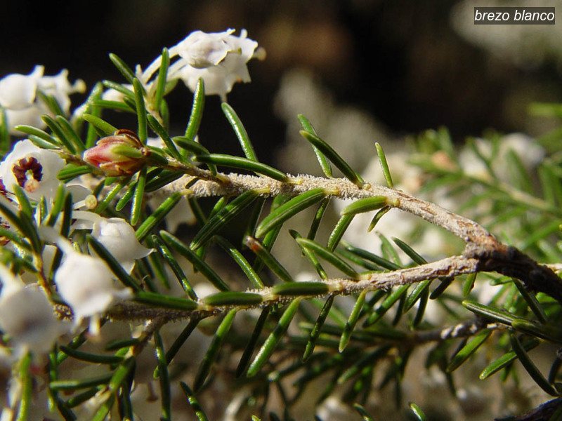 brezo blanco erica arborea boomhei 03357 brezo blanco erica arborea boomhei 03357