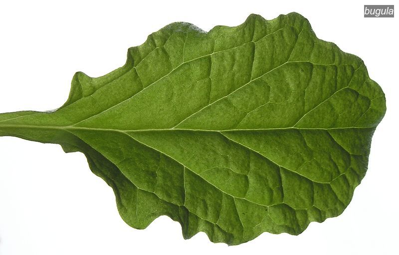bugula2 bugula2