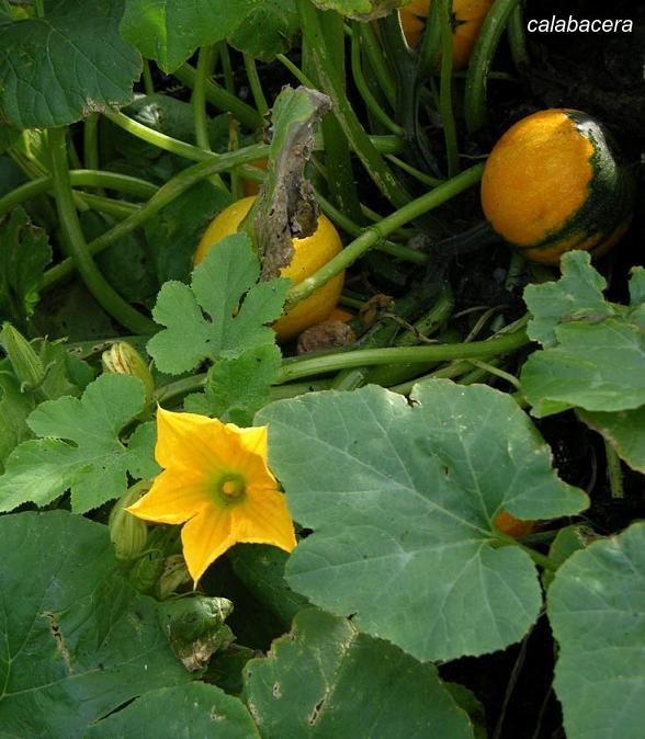 calabacera3