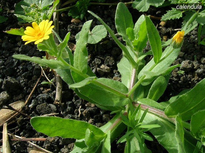 calendula0 calendula0