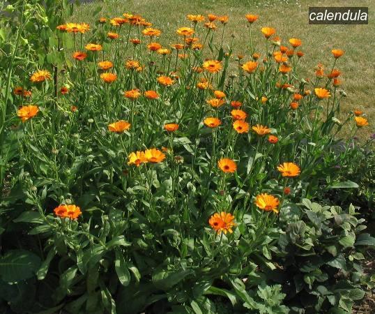 calendula9 calendula9