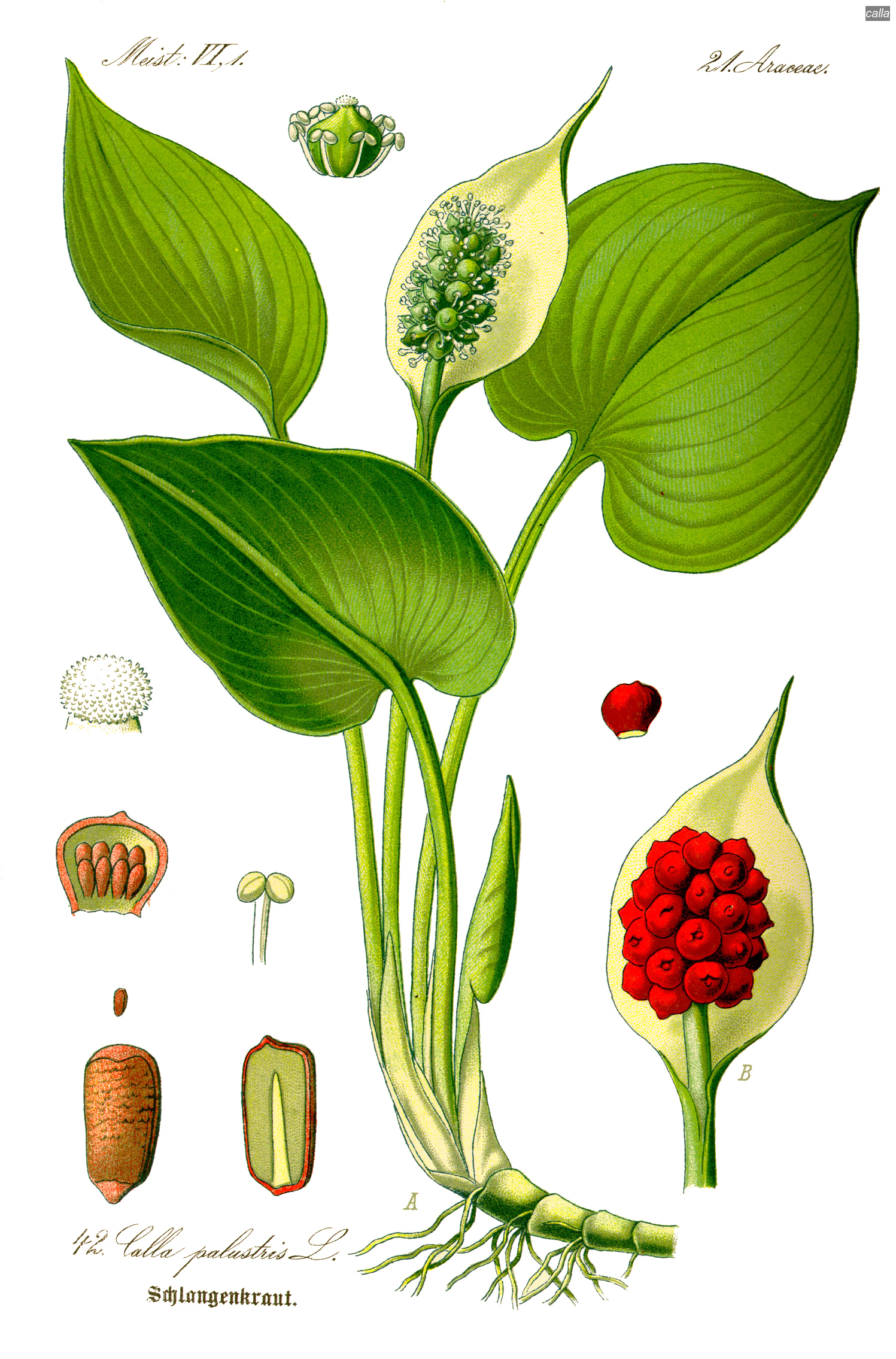 calla2 calla2
