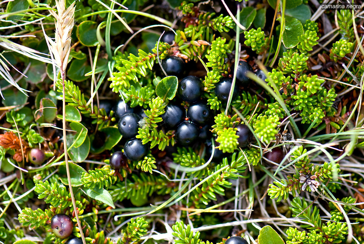 camarina negra1 camarina negra1