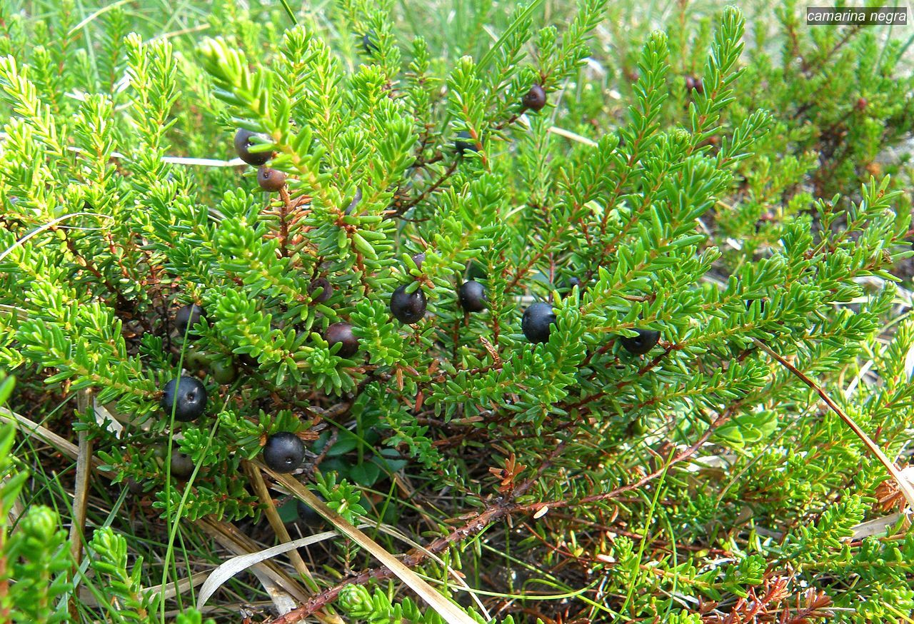 camarina negra2 camarina negra2
