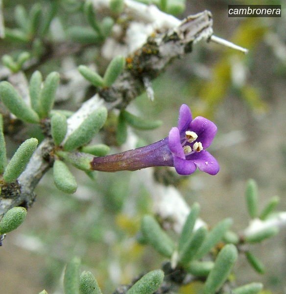 cambronera0 intrincatum cambronera0 intrincatum