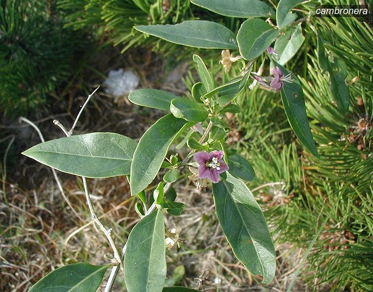 cambronera4 halimifolium cambronera4 halimifolium