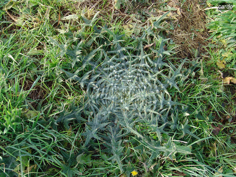 cardo cirsium vulgare speerdistel 05658 cardo cirsium vulgare speerdistel 05658