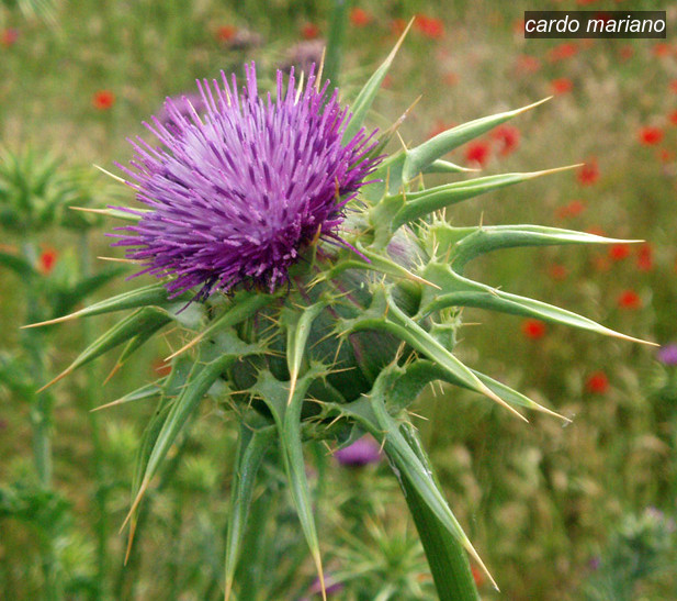 cardo mariano1 cardo mariano1