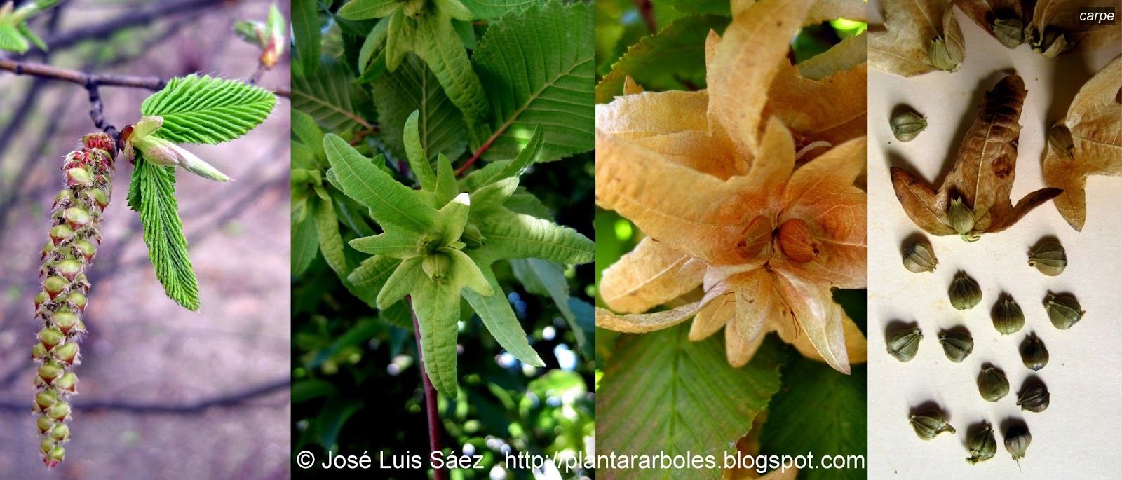 Carpe Carpinus betulus