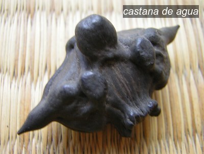 castana de agua1 castana de agua1