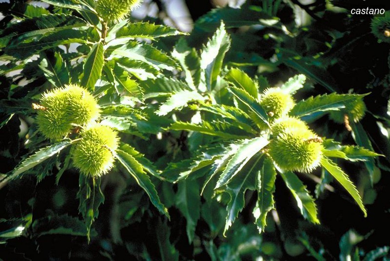 castano9