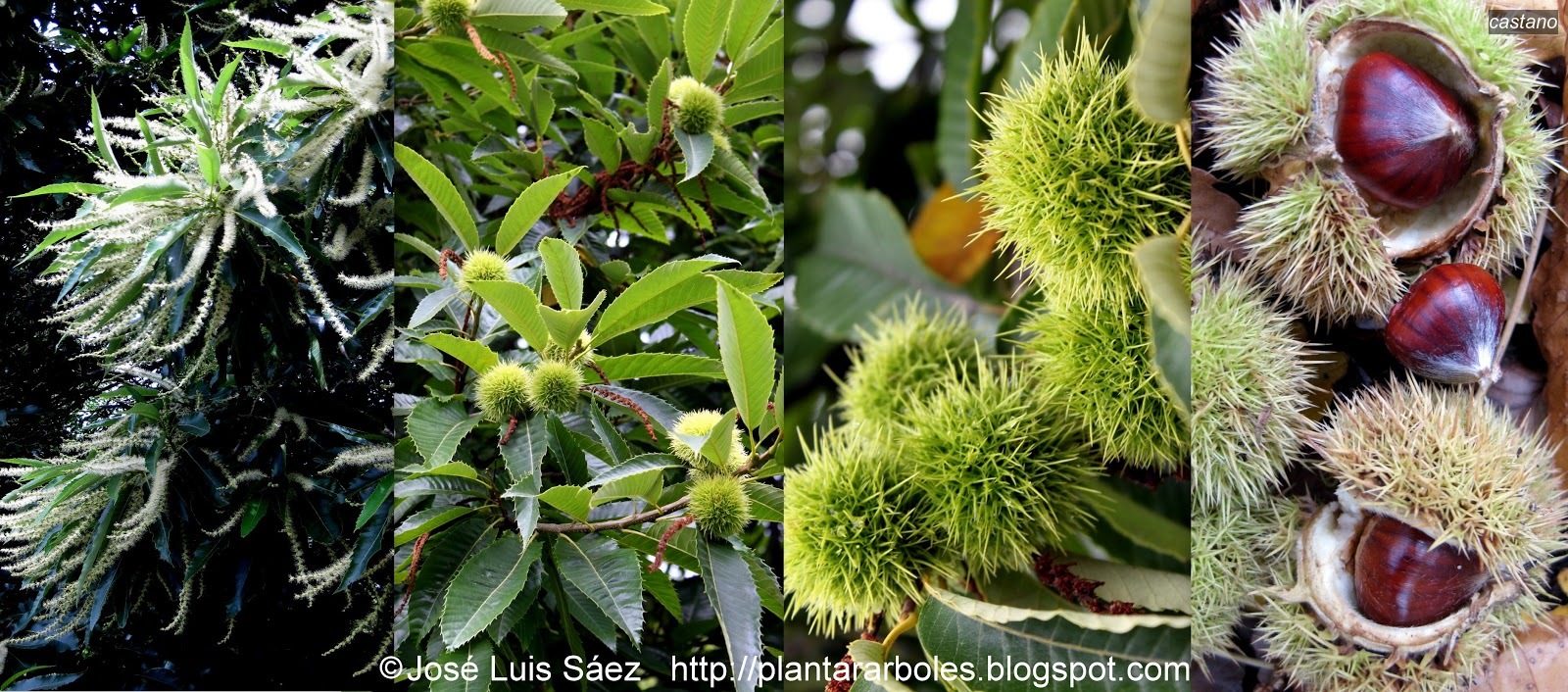 Castano Castanea sativa