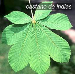 castano de indias0 castano de indias0