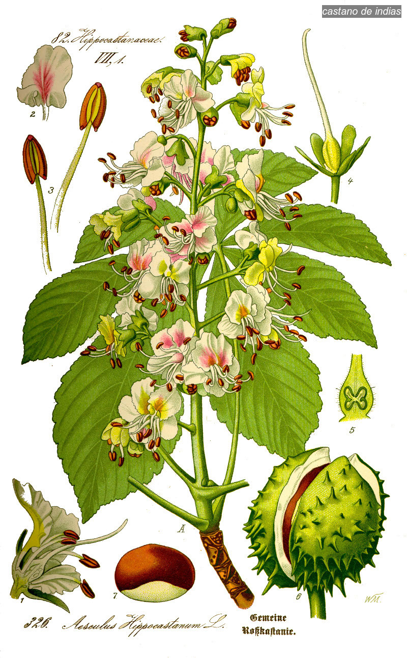 castano de indias1 castano de indias1