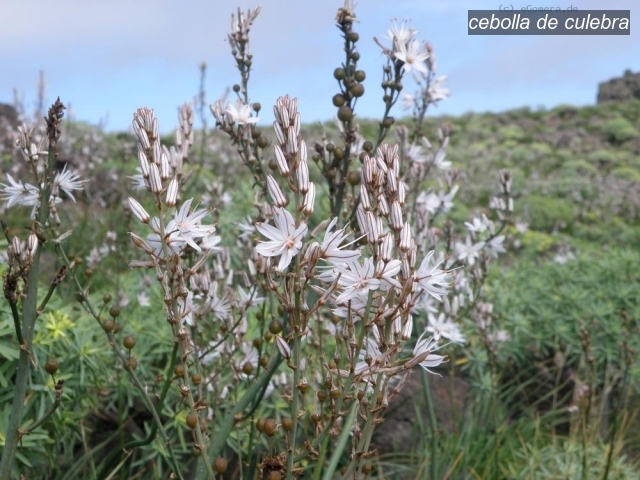 cebolla de culebra0