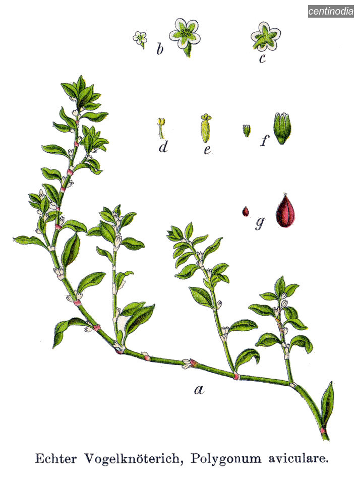 centinodia0
