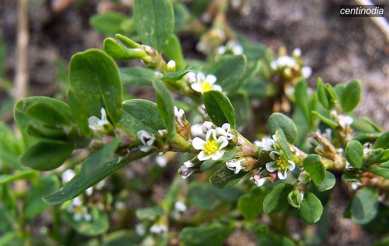 centinodia1