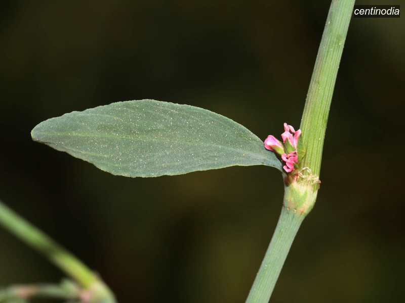 centinodia polygonum aviculare 4105