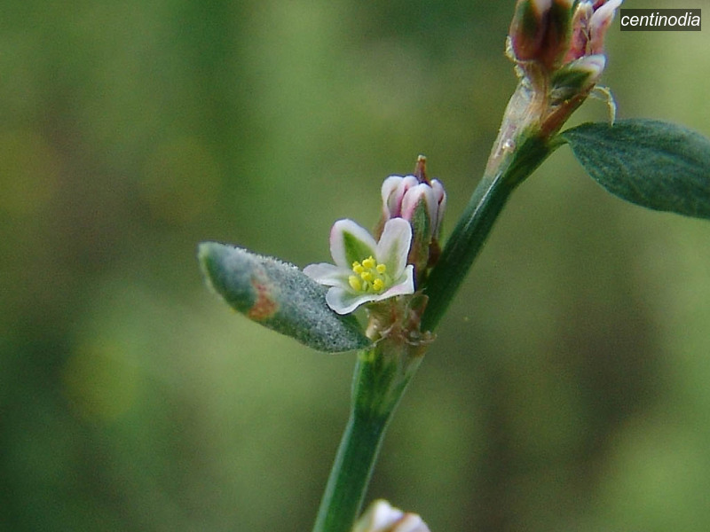 centinodia polygonum aviculare gewoon varkensgras 04676