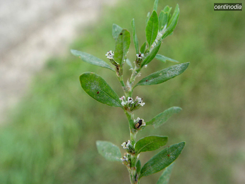 centinodia polygonum aviculare varkensgras06