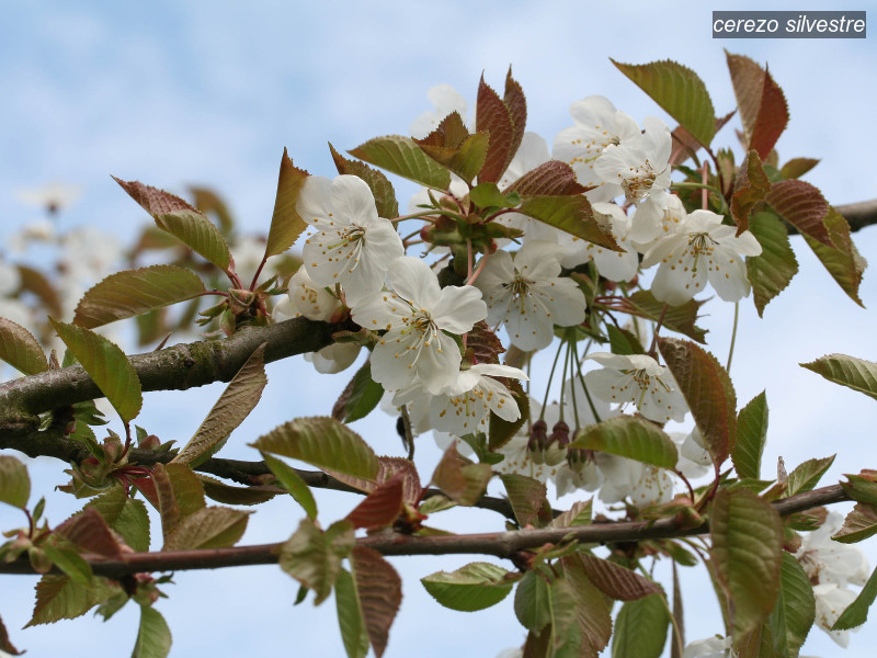 cerezo silvestre prunus avium 1743