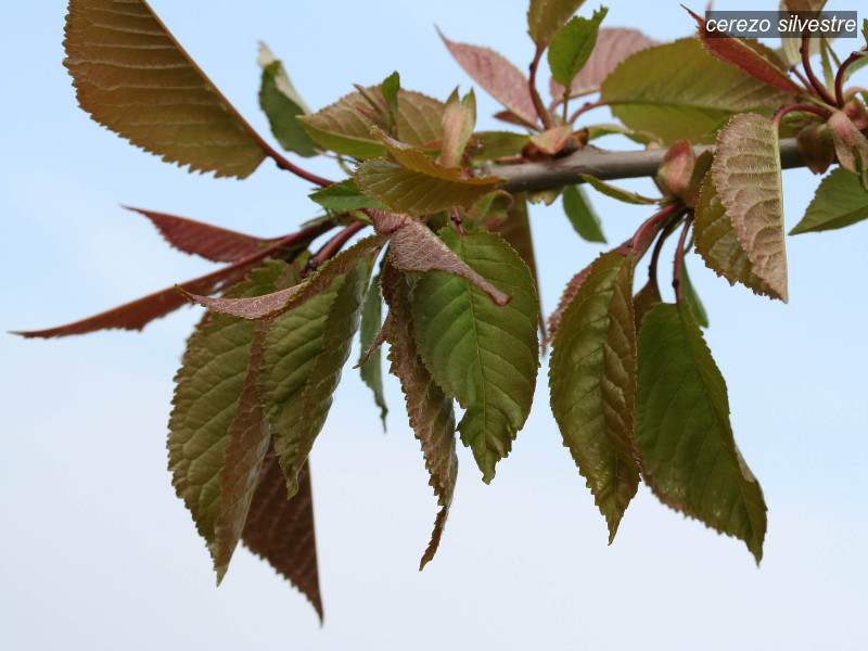 cerezo silvestre prunus avium 1748