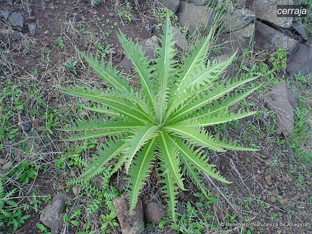 cerraja2