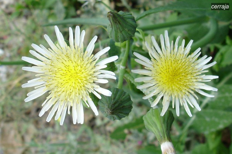 cerraja3