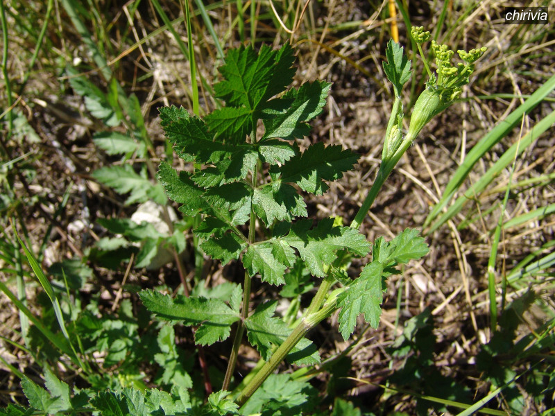 chirivia pastinaca sativa 03633