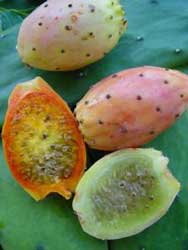 chumbera 005 chumbera 005
