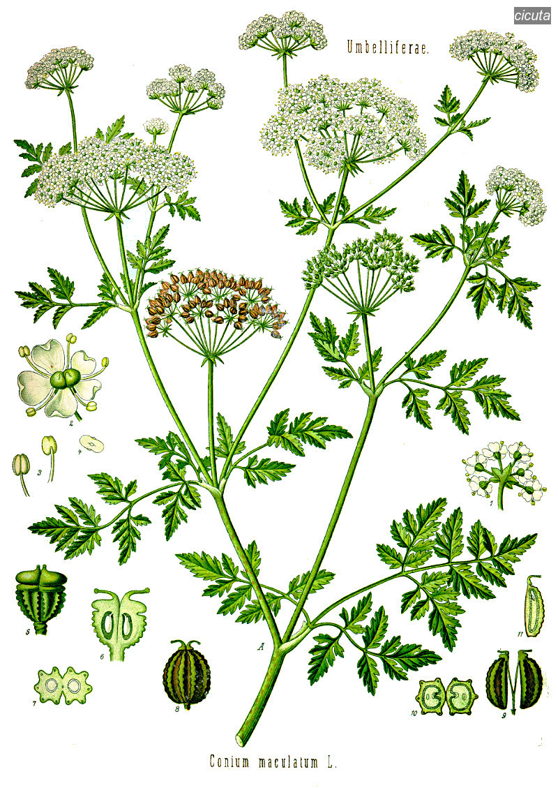 cicuta0 cicuta0