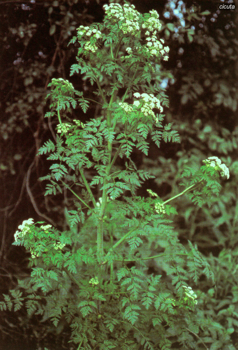 cicuta1 cicuta1