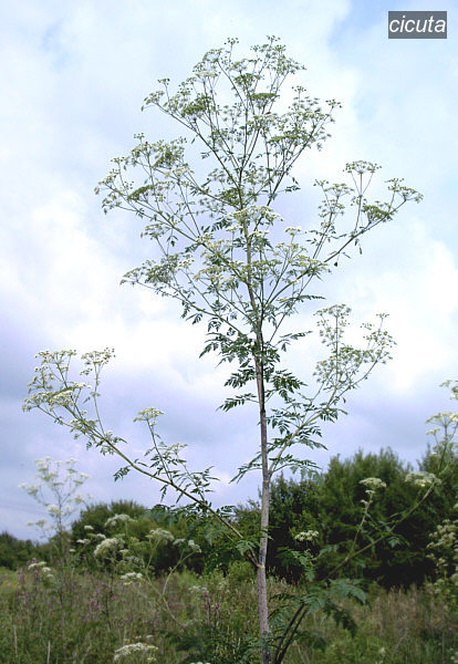 cicuta2 cicuta2