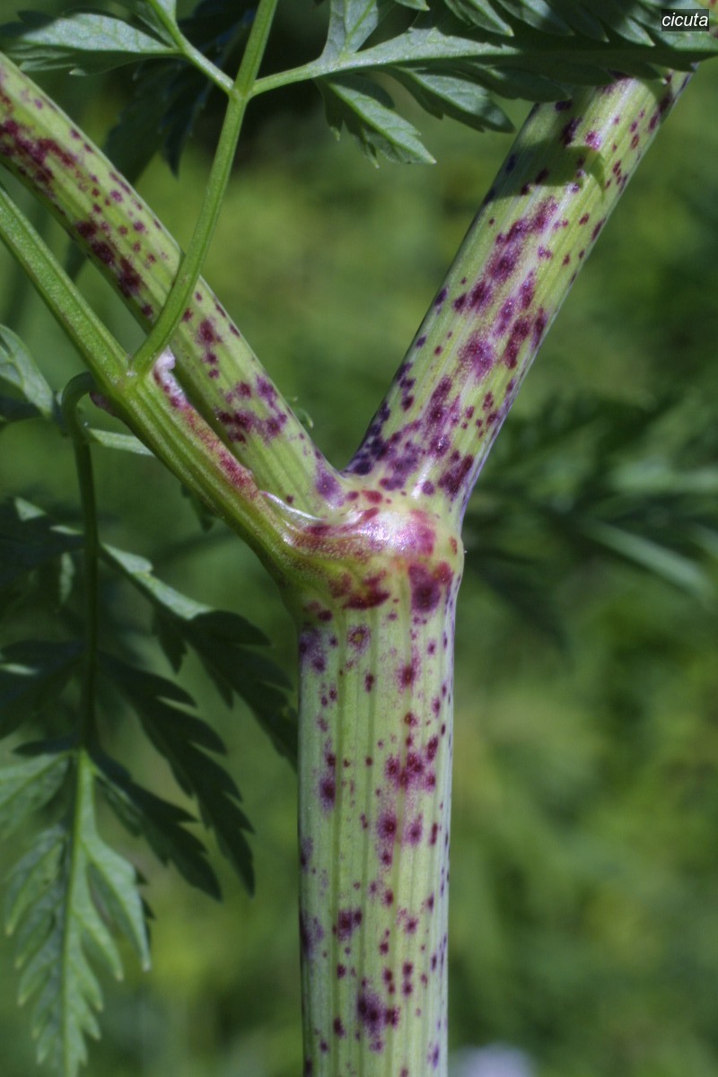 cicuta3 cicuta3