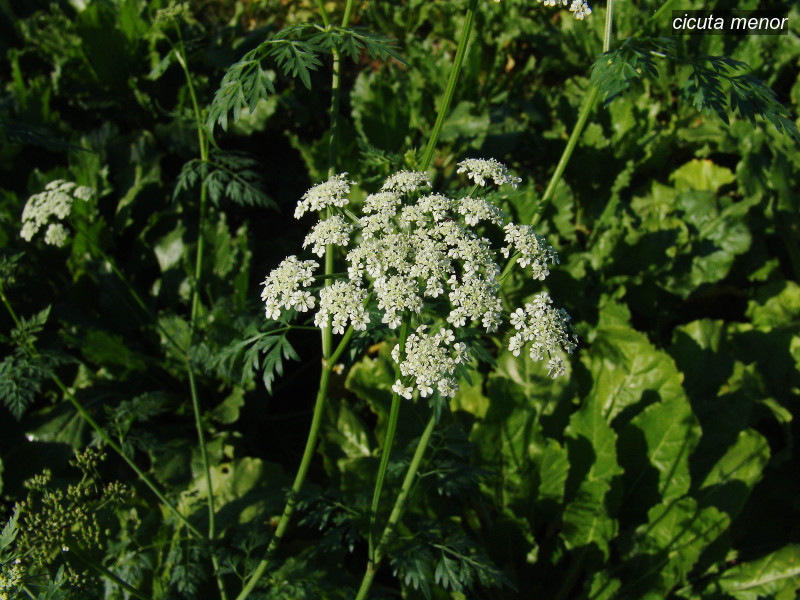 cicuta menor aethusa cynapium 09757