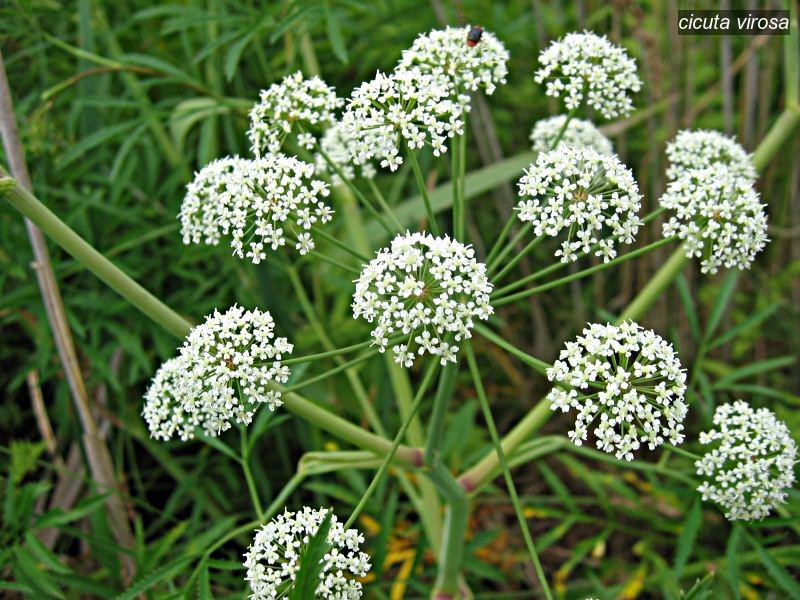 cicuta virosa0 cicuta virosa0