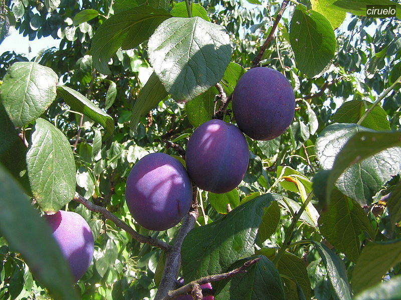 ciruelo1 ciruelo1