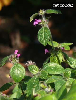 clinopodio1