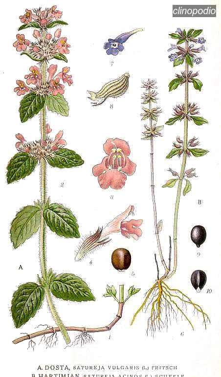 clinopodio2