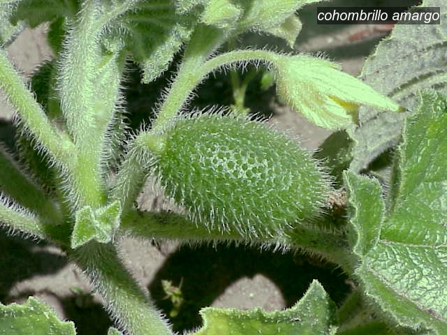 cohombrillo amargo1 cohombrillo amargo1