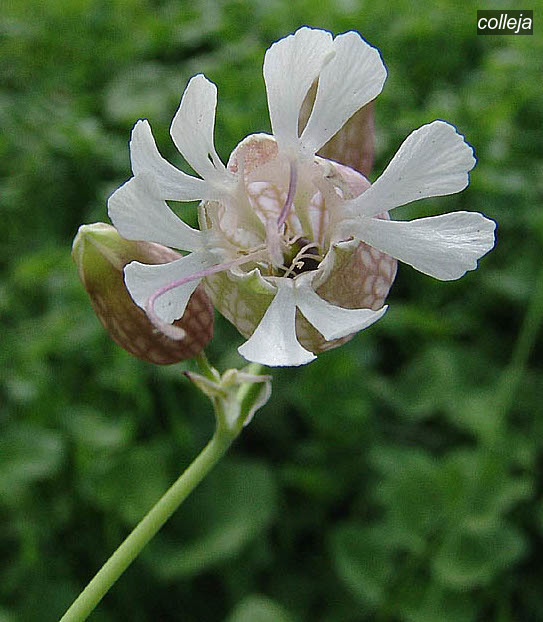 colleja vulgaris5