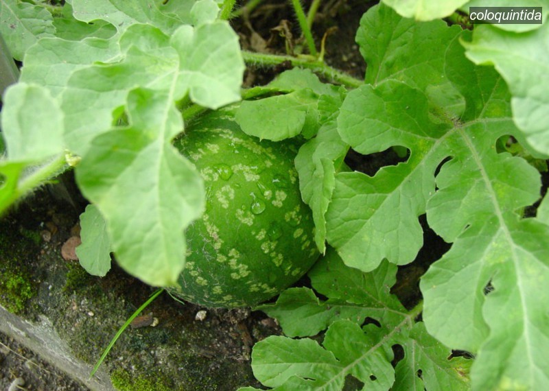coloquintida2