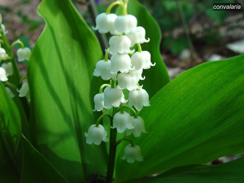 convalaria1 convalaria1