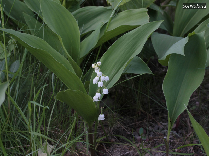 convalaria convallaria majalis 5089 convalaria convallaria majalis 5089