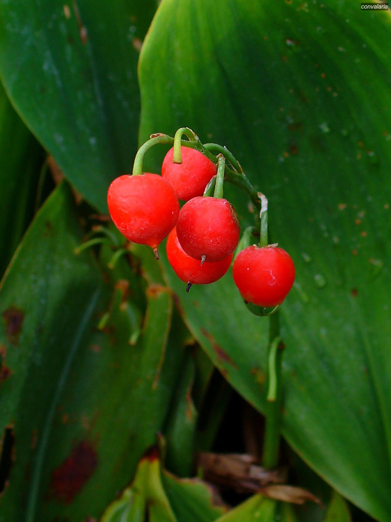 convalaria convallaria majalis 5092 convalaria convallaria majalis 5092