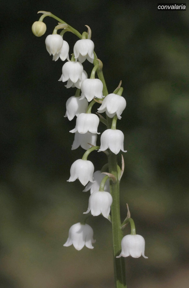 convalaria convallaria majalis 5099 convalaria convallaria majalis 5099
