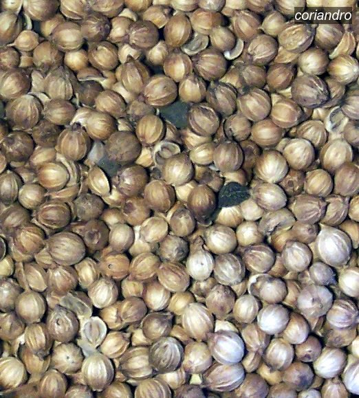 coriandro3 coriandro3
